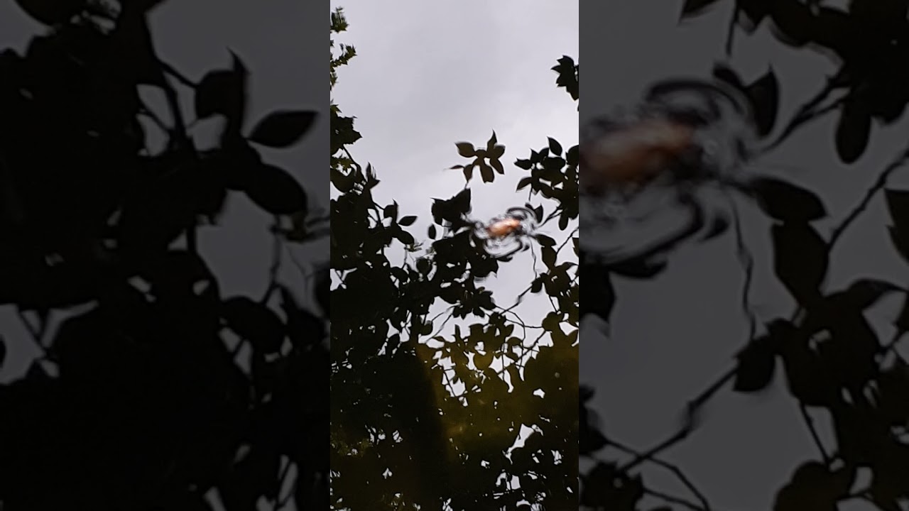 Serica brunnea - The brown chafer - Petit Hanneton Des Sables