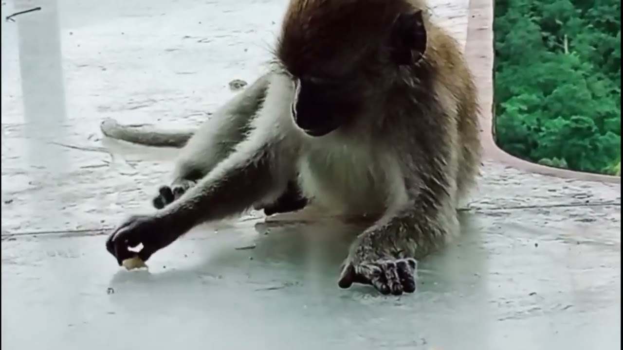 MENYAYANGI MONYET LIAR DI PANORAMA BUKIT TINGGI