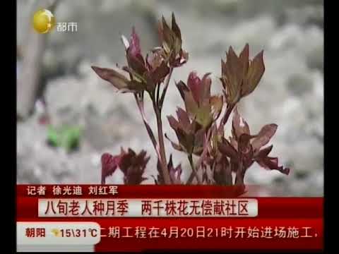 八旬老人爱花草 两千株月季无偿送社区 Youtube 八旬老人爱花草 两千株月季无偿送社区 Youtube