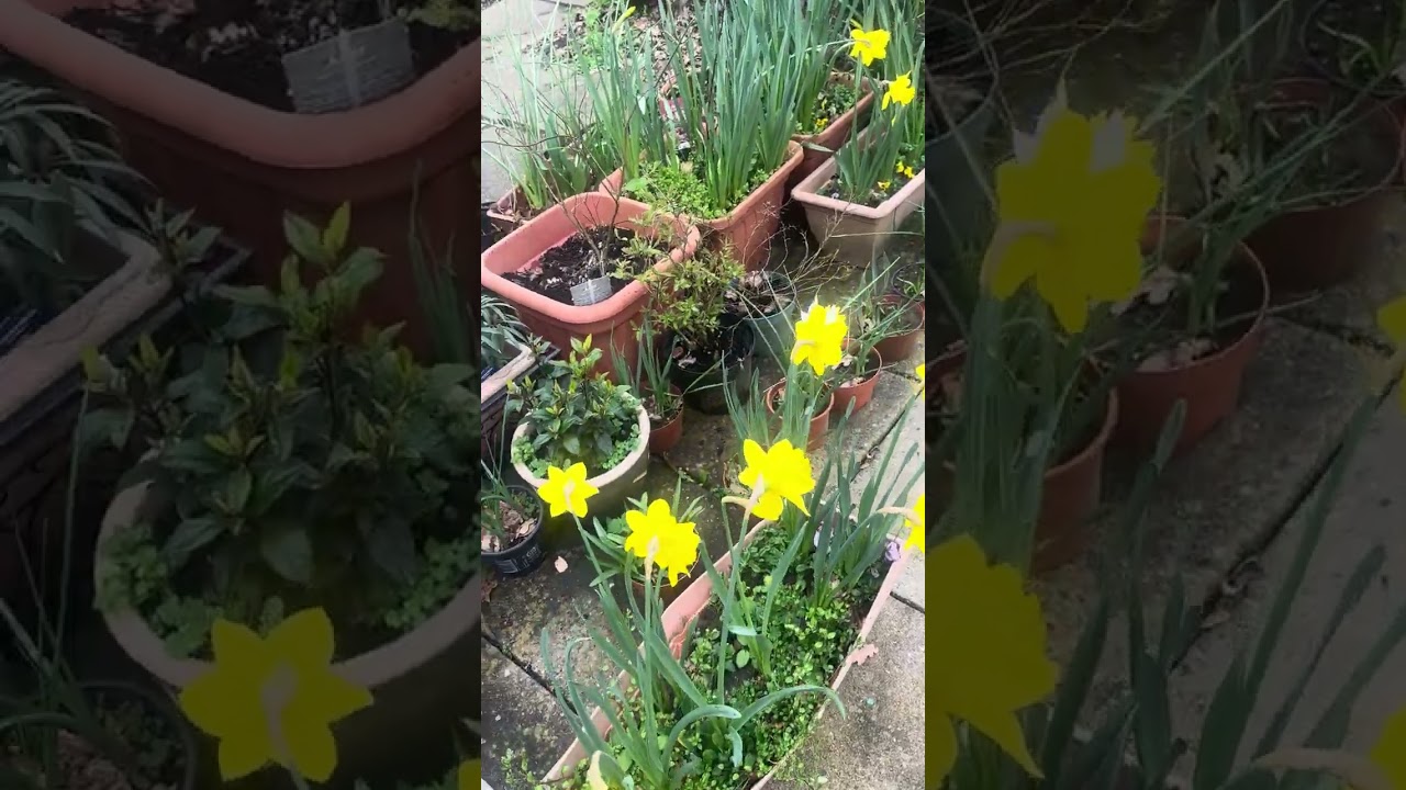 English spring garden 2026