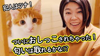 ついにおしっこされちゃった！匂いは取れるかな⁉︎【猫のツナとマヨ】｜Finally been peeed by a kitten! Can we take away the smell?