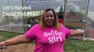 SWEET POTATO HARVEST