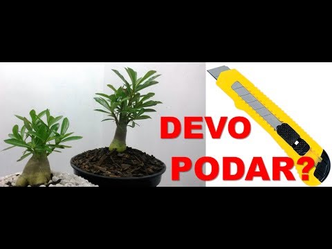 Rosa Do Deserto Podar Ou Nao Podar Resultado Da Poda Youtube