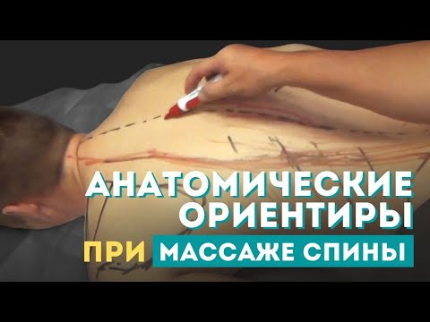 Рабочая последовательность, анатомические особенности и ориентиры при массаже спины