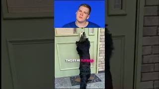 “Wait for it 😂 Smart Cat Opens Car Door After Owner Forgets Keys! 😂🐱”#funnycat#smartcat #usa #shorts