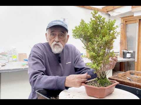 Dan Barton's life with bonsai - YouTube