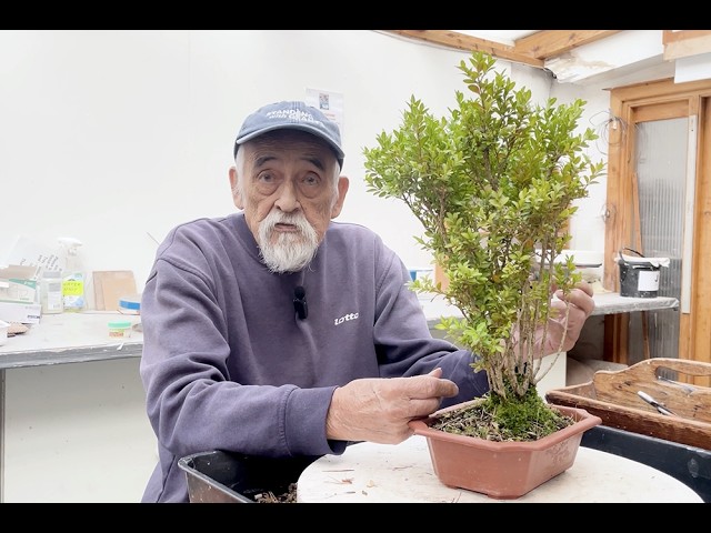 Bonsai diary】 山採り素材 8年生（コナラ） ♯241 - YouTube