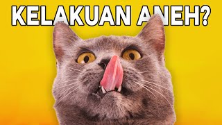 4 Kelakuan Aneh Kucing dan Alasan Dibaliknya 🙀 by Kucing Meong 343 views 9 months ago 6 minutes, 14 seconds