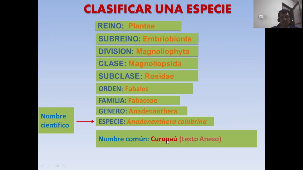 taxonomia sil curupau