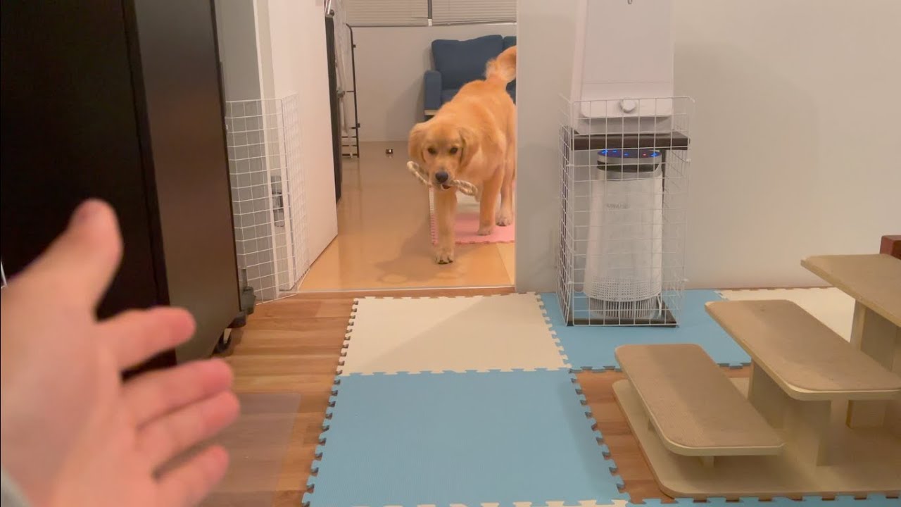 ゴールデンレトリバーが賢いってことを証明します ゴールデンレトリバーびすけ Youtube