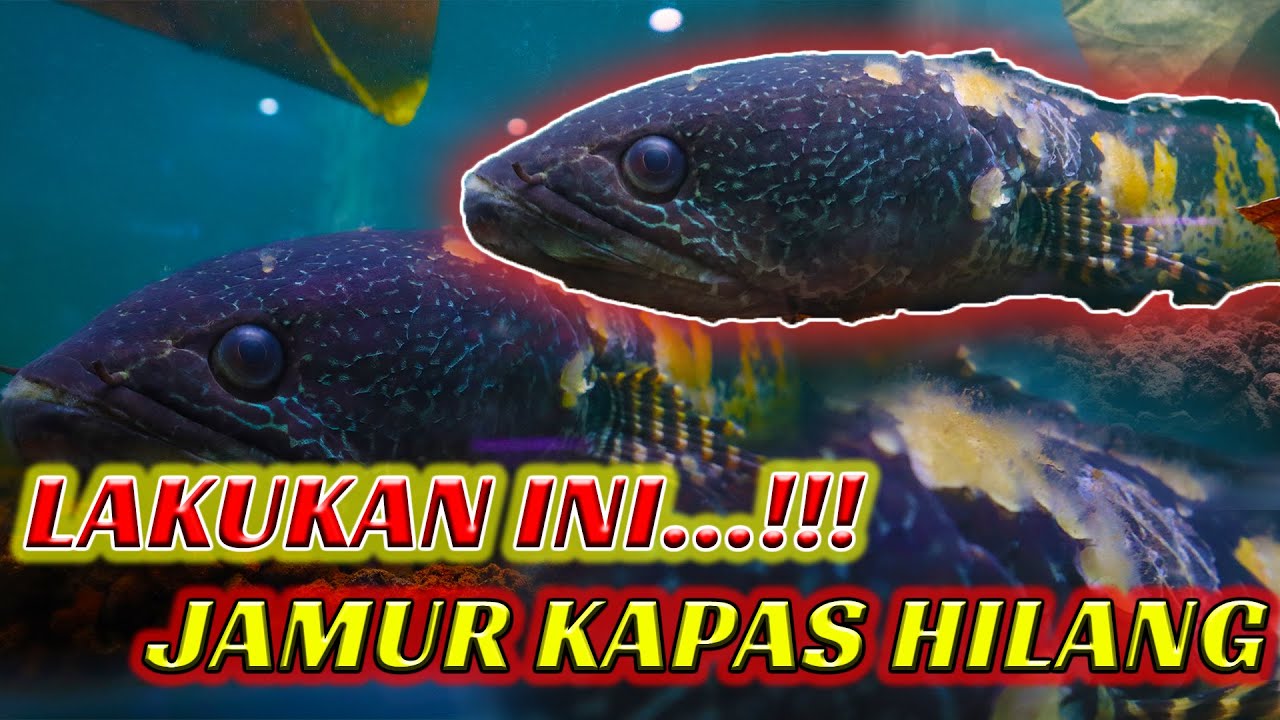 UPDATE AURANTI JUMBO !! Tips MENGOBATI Jamur Kapas pada CHANNA AURANTI