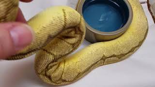 Tip to keep loose bedding from getting into water bowls
