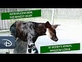 Beni The Baby Okapi Born at Disney’s Animal Kingdom Lodge | Walt Disney World