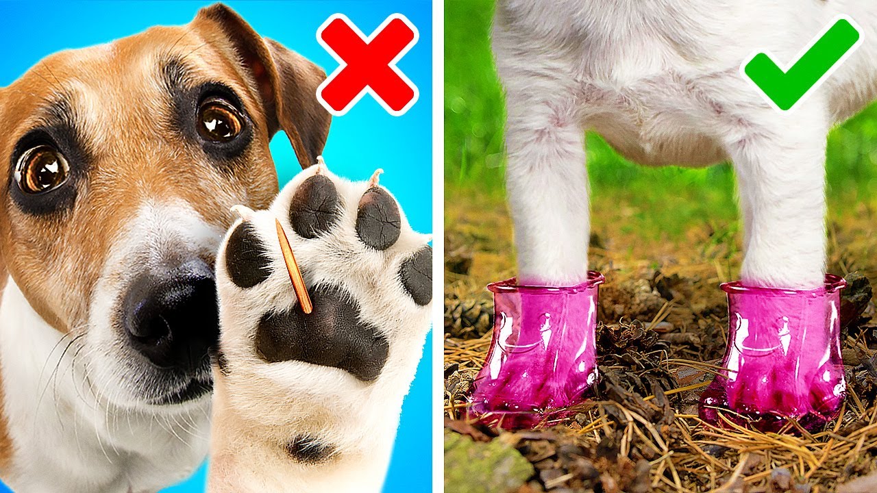 GENIUS HACKS AND GADGETS FOR PET OWNERS || Cute And Smart Gadgets That Might Be Useful