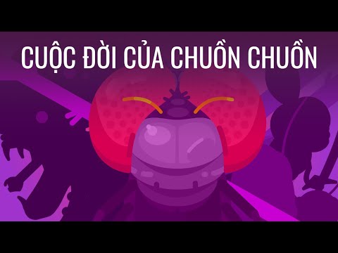 Video: Sự khác biệt giữa một con chuồn chuồn và một con chuồn chuồn là gì?