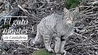 Gato montes en Cantabria. Fototrampeo Cántabro.