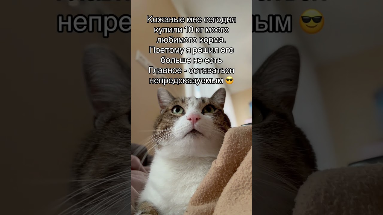 Непредсказуемый кот 😅 