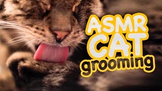 ASMR Cat - Grooming #44 by CatCloseUps 94,331 views 7 years ago 8 minutes, 51 seconds