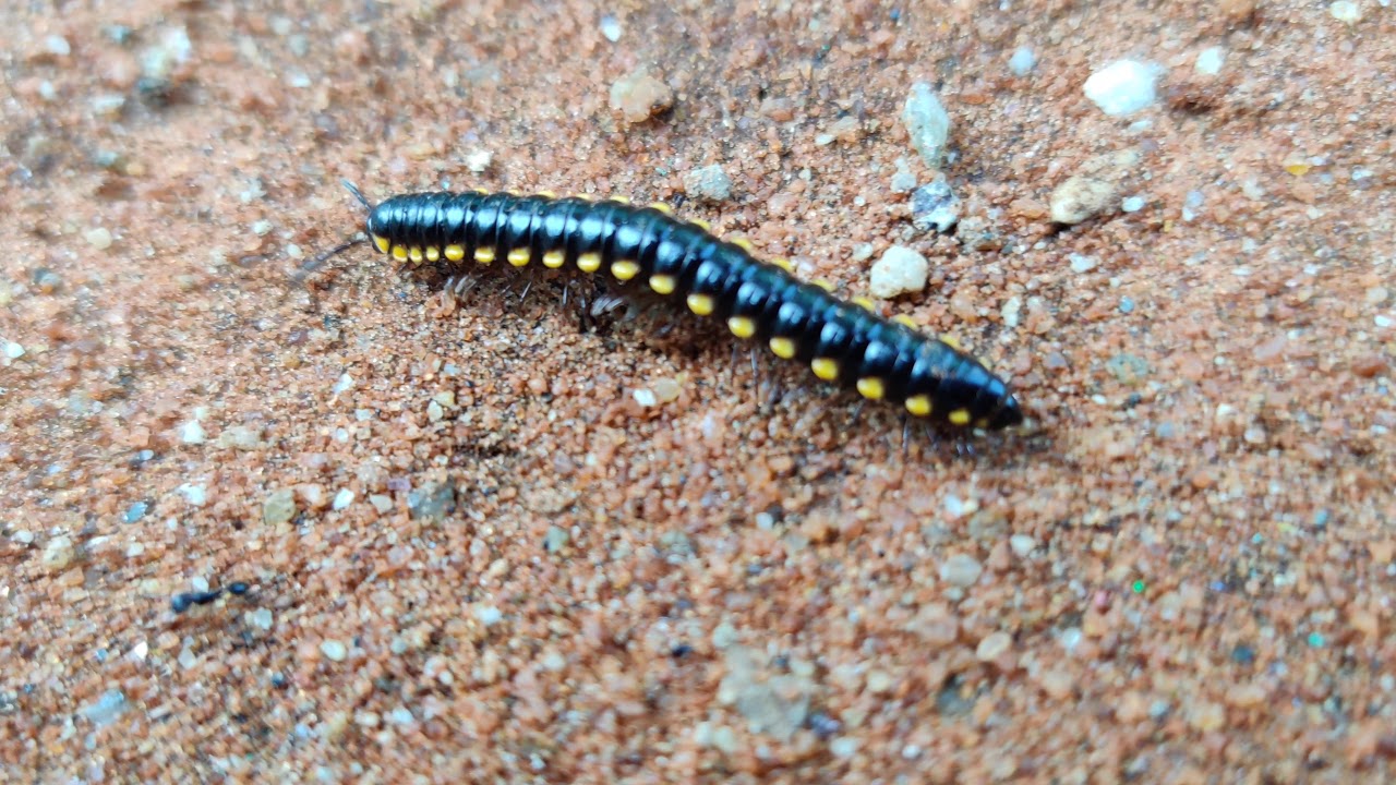 Train Poochi - YouTube