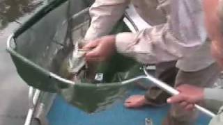 Burdekin Barramundi Fishing on Dreamfish Buzzmasters