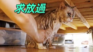 20斤胖貓洗澡中途逃跑把臥室變成了太平洋鏟屎官崩潰李喜猫