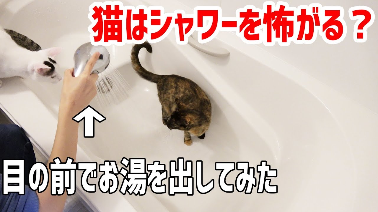 猫はシャワーを怖がる 目の前でお湯を出してみたら反応が Youtube