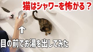 猫はシャワーを怖がる？目の前でお湯を出してみたら反応が…
