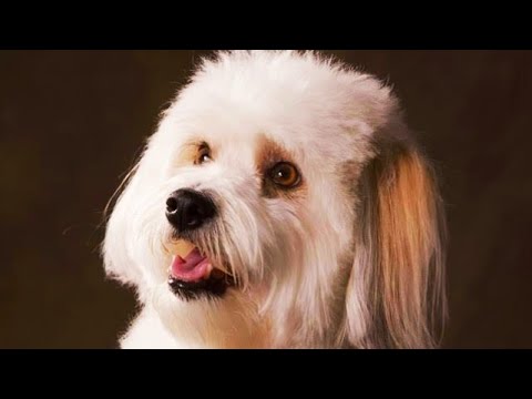 Amazing Facts on Coton de Tulear  | In Hindi | Dog Facts | Animal Channel Hindi - YouTube