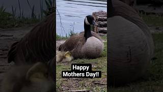 Happy Mothers Day, Canada! 🇨🇦