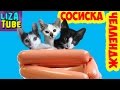 Смешные КОТЯТА челлендж с сосиской ВИДЕО ДЛЯ ДЕТЕЙ Лиза и котята  LizaTube
