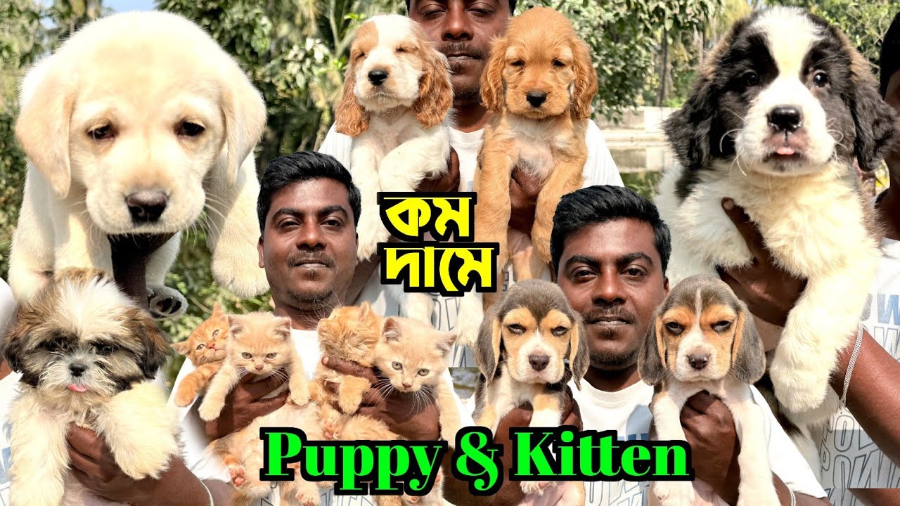 The Economics of Kolkata's Puppy and Kitten Boom. Kolkata Dog Market. Cat Market Kolkata.