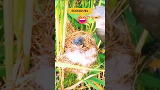 Download Lagu Cuckoo fail MP3