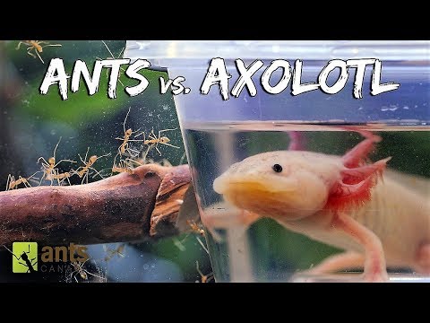 Video: Je, axolotl yangu itatoka kwenye minecraft?