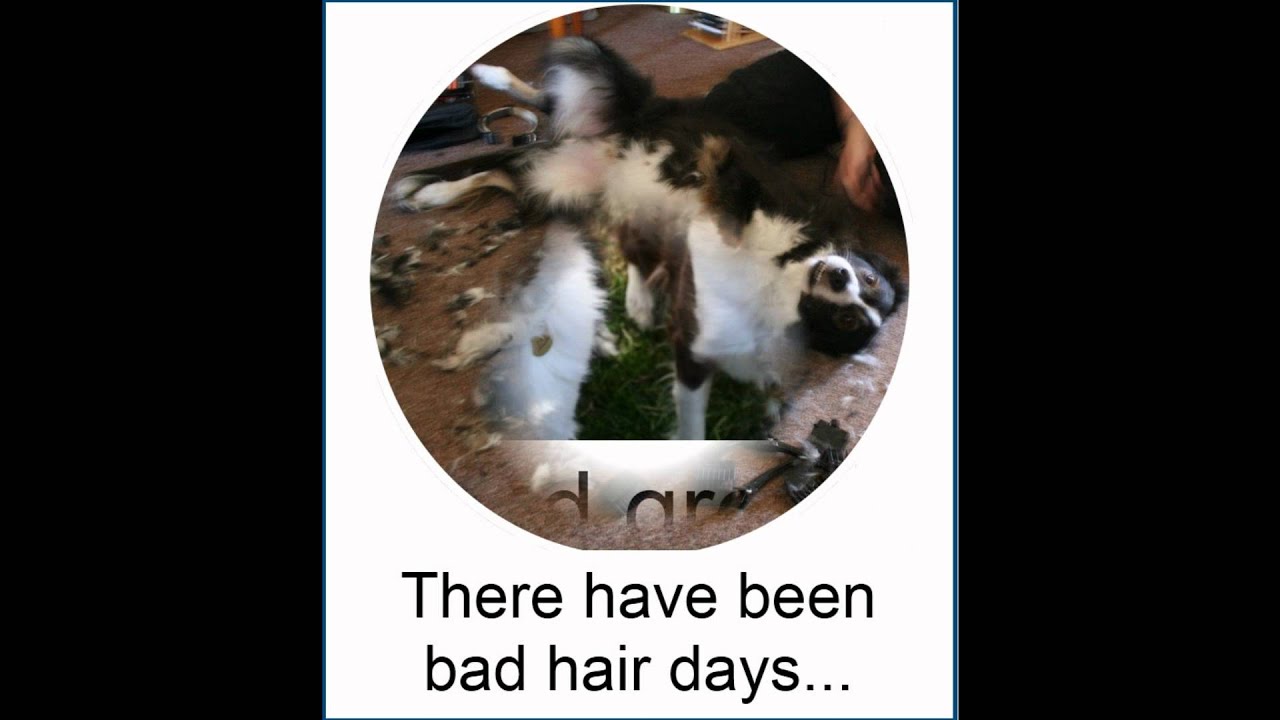 Cute & Funny Border Collie Dog - Hilarious Dog with a Blog ...