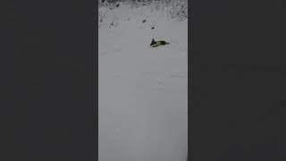 Miniature dachshund in snow by TuireKan 44 views 3 years ago 1 minute, 2 seconds