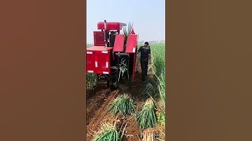 Onion harvesting machinery , good machine .. #agriculture #farming