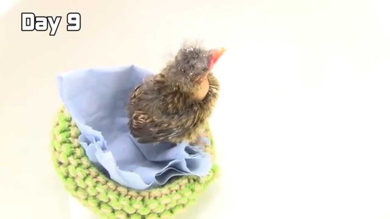 wildlife sos facebook Day 9 - Baby Bird is balancing on his nest