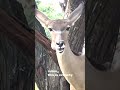 thanksgiving through animal eyes #animals #food #senses #gathering