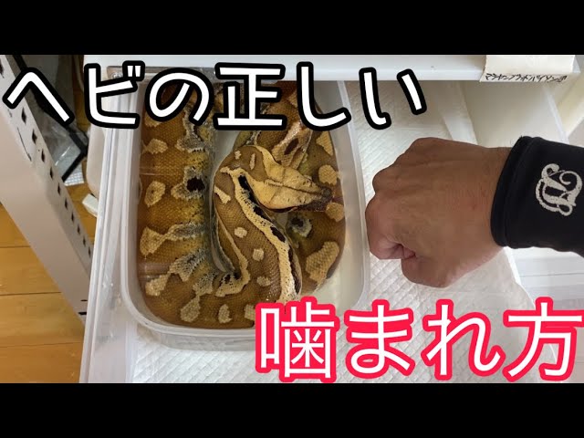 プロの噛まれ方 傷を最小限に抑えてヘビの負担を少なくする噛まれ方を伝授 Youtube