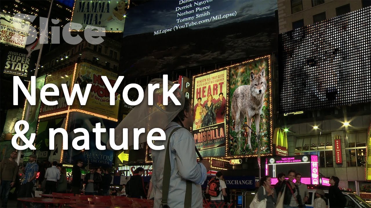 Documentary backdrop image for New York vs Wild: A territory to share (2021)