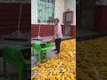 Effortless Corn Shelling: Elderly Woman Shells Harvested Corn with Electric Machine