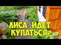 ЛИ СЯО. Алиса - Лиса. Бассейн для лисы. Беготня после купания. Забавные моменты.