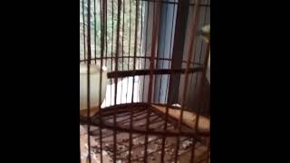 manuk recehan, kicau burung, suara paling indah, #kicauburung #kicau #merdu