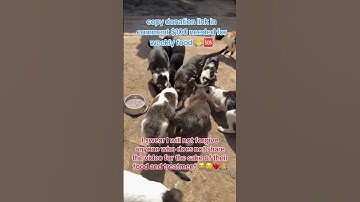 Please donate for these poor babies link in bio and in the comment #donate #cat