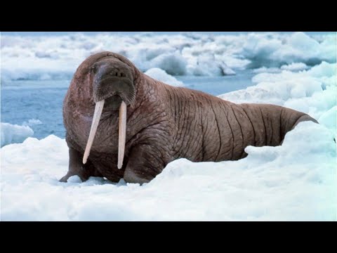 Video: Leones marinos ¿En qué se diferencian de otras focas?