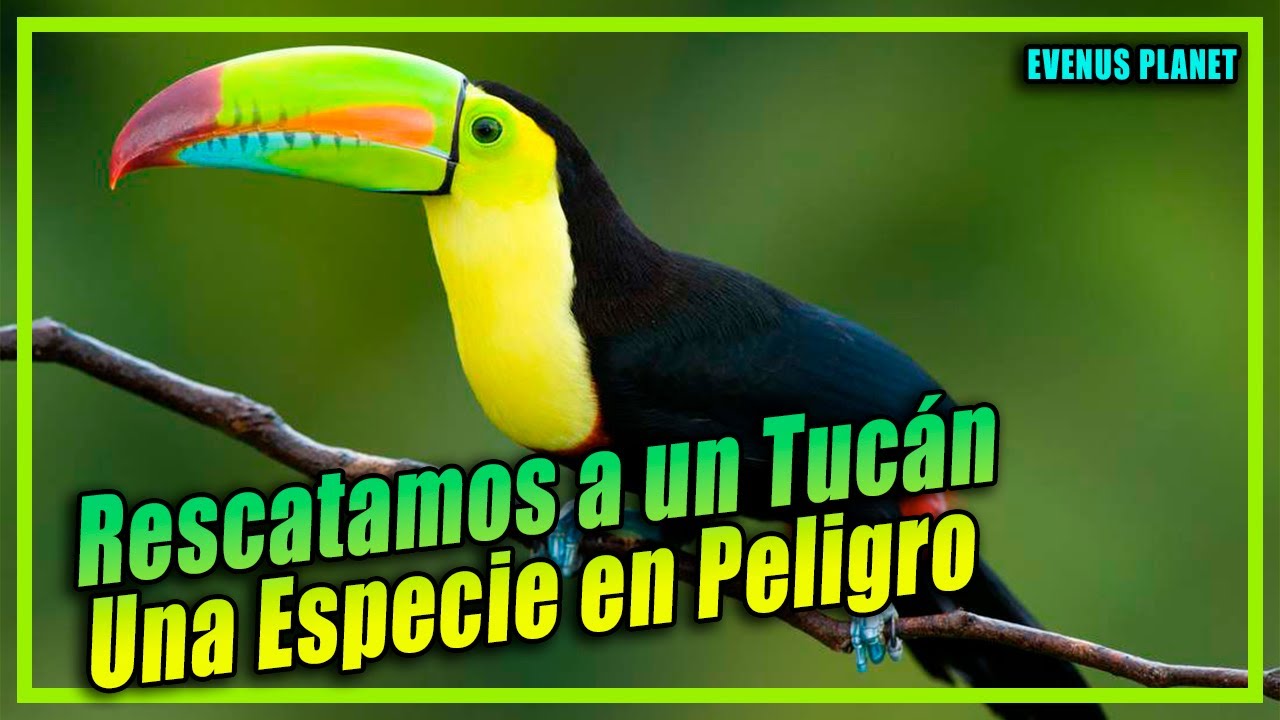 Rescatamos a un Tucán, Una Especie en Peligro de Extinción.(Ramphastos
