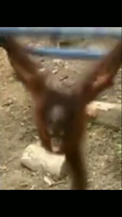 Viral.... Monyet Kepalanya Terbentur Sampai Menangis#shorts
