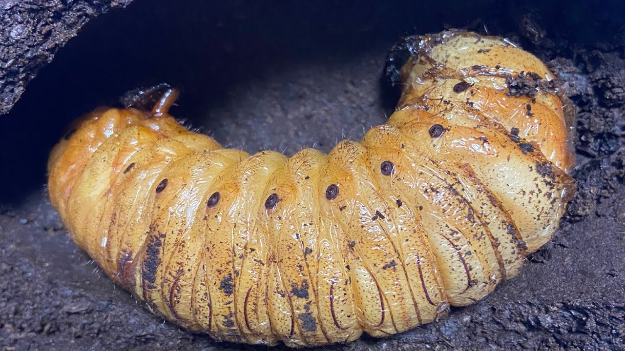 ヘラクレスが蛹室を作ったらやるべきこと。