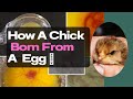 How A Chick Born From A Egg 🐣 (Just Ask Lucas ) #shorts
