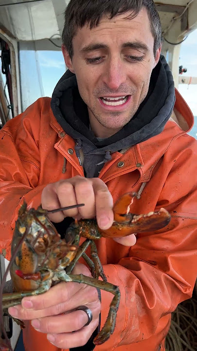 Maine Lobster Barnacle ASMR